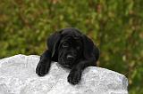 CANE CORSO 849